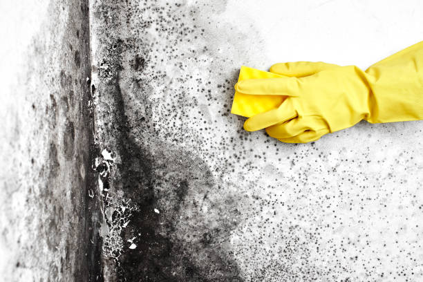 Best Residential Mold Remediation in Coatesville, PA