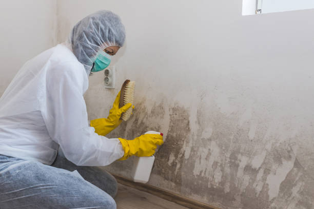Best HVAC Mold Remediation in Coatesville, PA