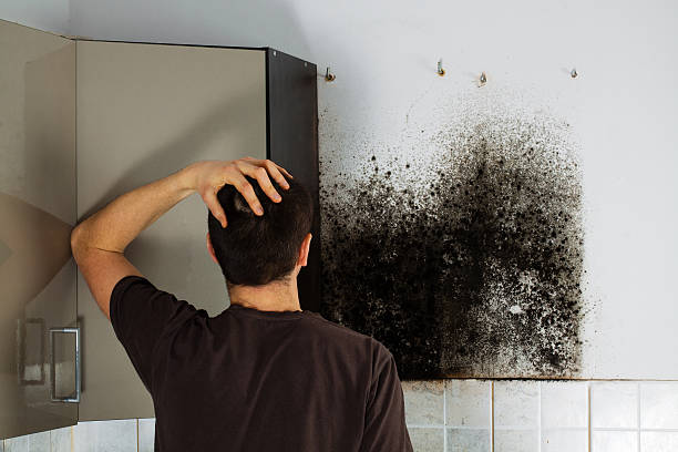 Best Black Mold Remediation in Coatesville, PA